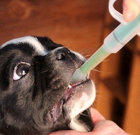 SUPREPET 1PC Pet Dog Cat Puppy Pills dozownik zestaw do karmienia podane medycyna kontroli pręty domu uniwersalny Pet medycyna podajnik 2